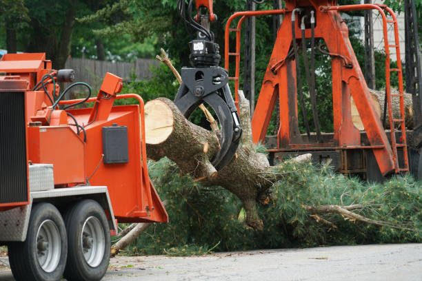 Best Leaf Removal  in Lawrenceburg, IN